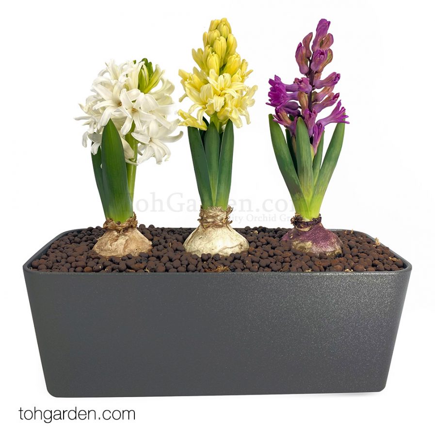 Hyacinth in Self-Watering Planter (3 in 1)