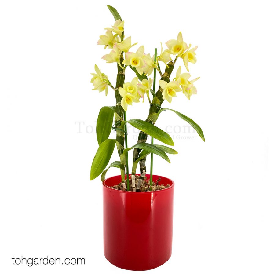 Japanese Nobile Dendrobium in Red Pot (1 in 1)