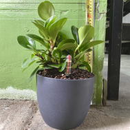 Jade Plant With Self-Watering Pot