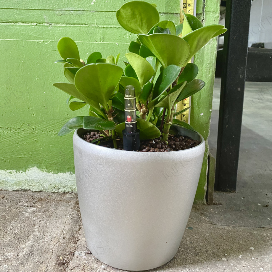 Jade Plant With Self-Watering Pot,