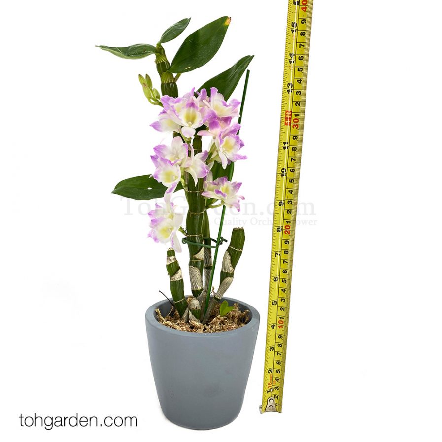 Japanese Nobile Dendrobium (1 in 1) in Grey Pot