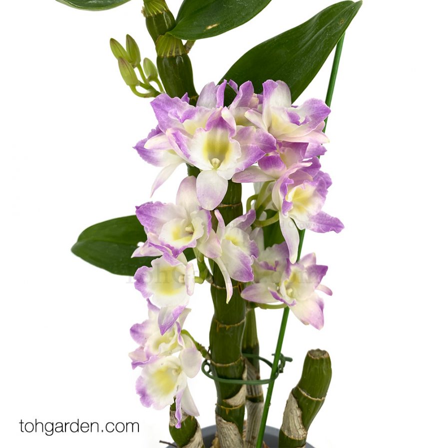 Japanese Nobile Dendrobium (1 in 1) in Grey Pot