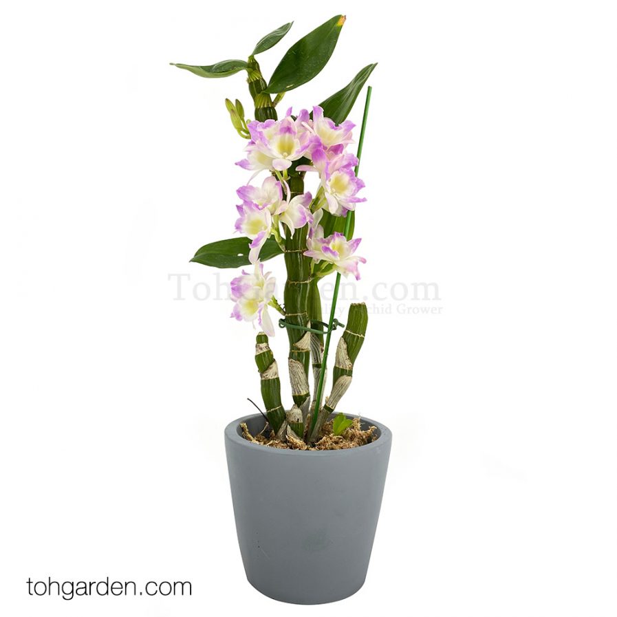 Japanese Nobile Dendrobium (1 in 1) in Grey Pot