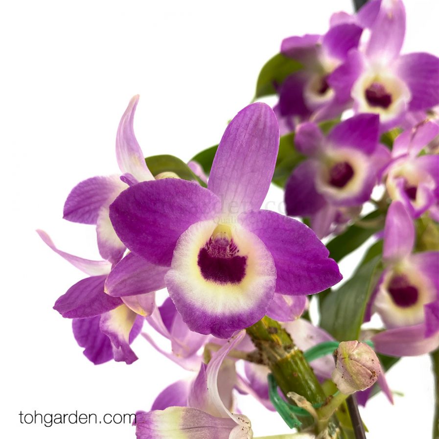 Japanese Nobile Dendrobium (1 in 1)