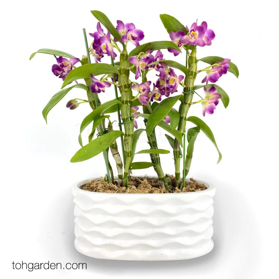 Japanese Nobile Dendrobium (2 in 1)