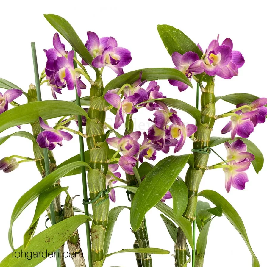 Japanese Nobile Dendrobium (2 in 1)