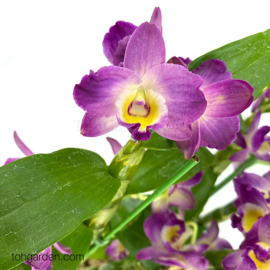 Japanese Nobile Dendrobium (2 in 1)