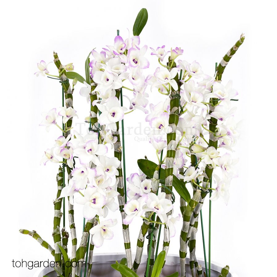 Japanese Nobile Dendrobium (3 in 1)