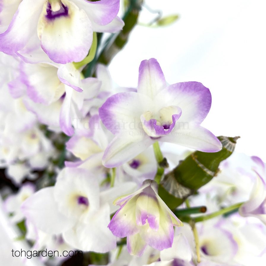 Japanese Nobile Dendrobium (3 in 1)