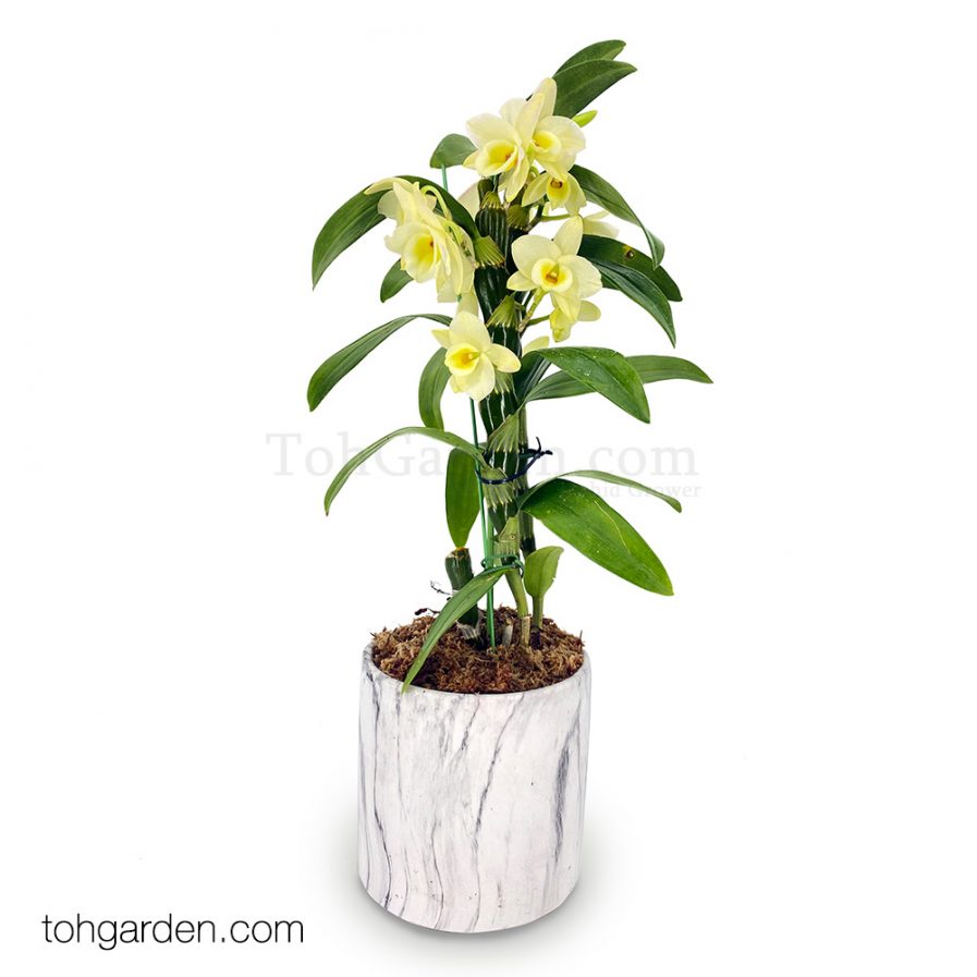 Japanese Nobile Dendrobium in Marble Pot (1 in 1)