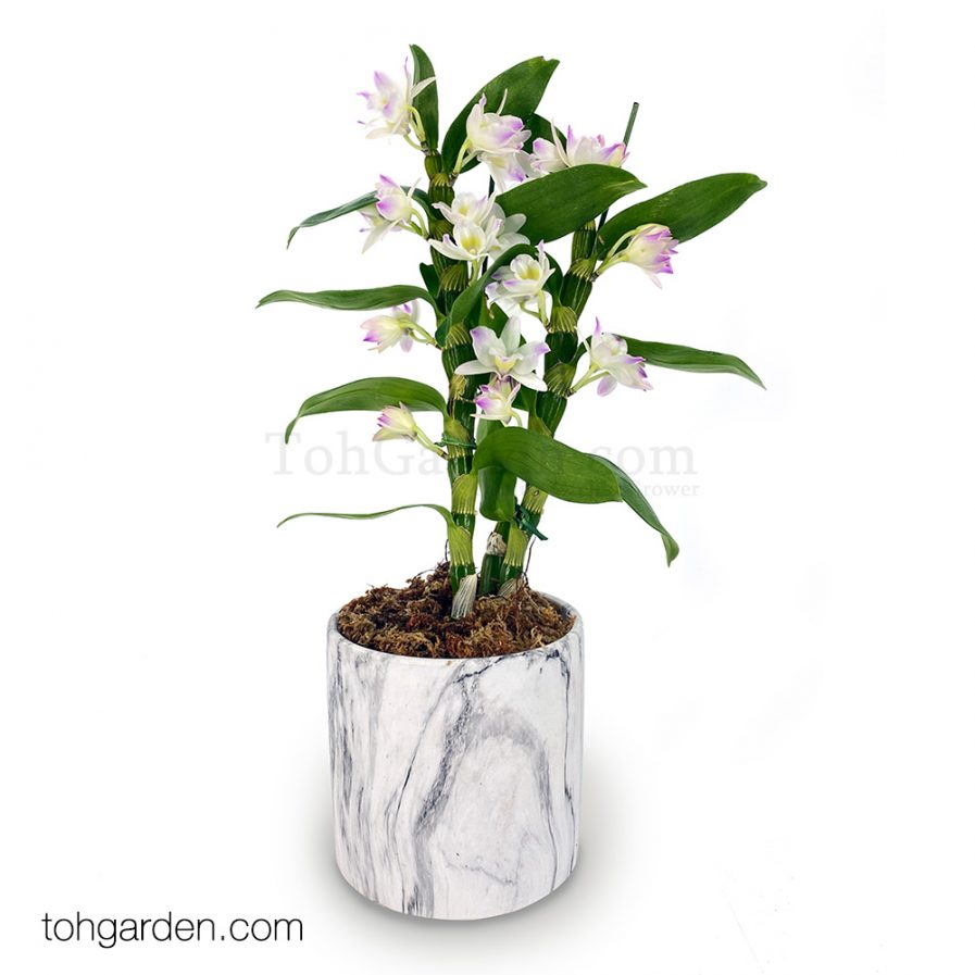 Japanese Nobile Dendrobium in Marble Pot (1 in 1)