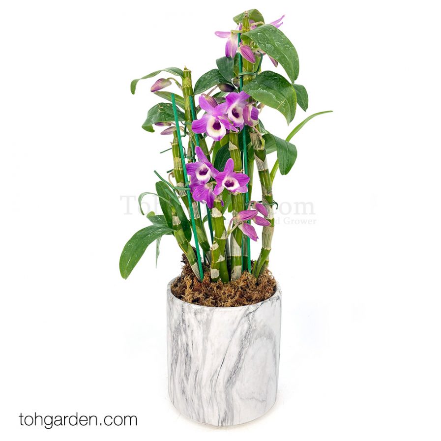 Japanese Nobile Dendrobium in Marble Pot (1 in 1)