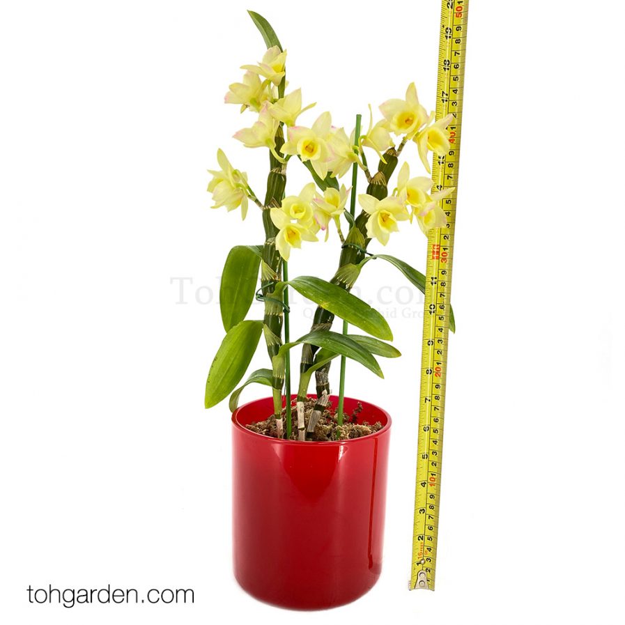 Japanese Nobile Dendrobium in Red Pot (1 in 1)