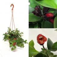 Lipstick Plant (Aeschynanthus)