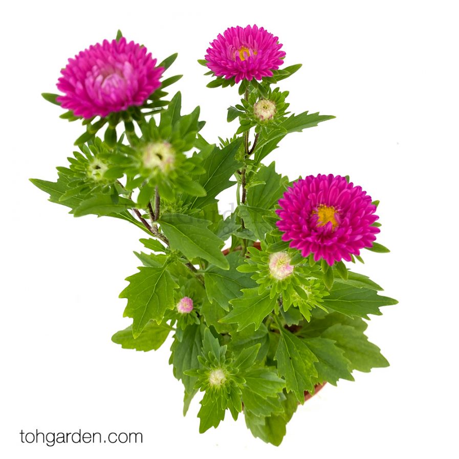 Pink Aster