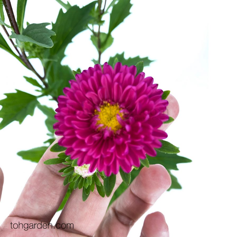 Pink Aster