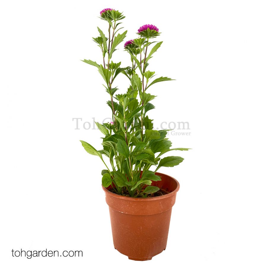 Pink Aster