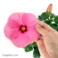 Pink Hibiscus