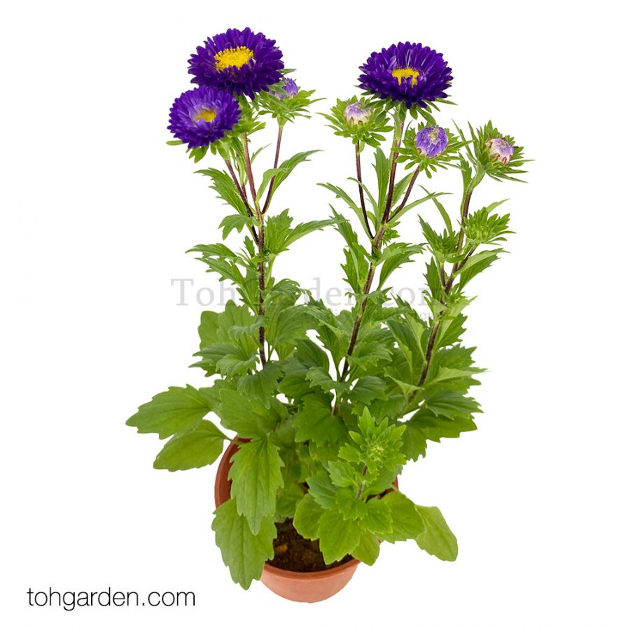 Purple Aster