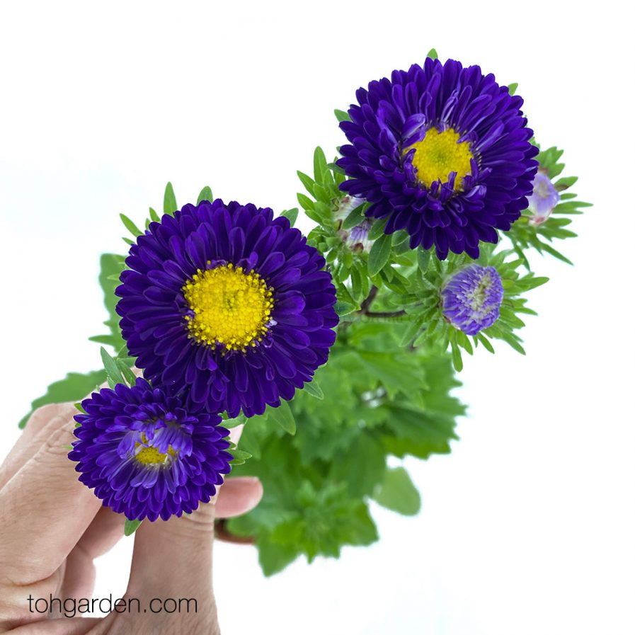 Purple Aster