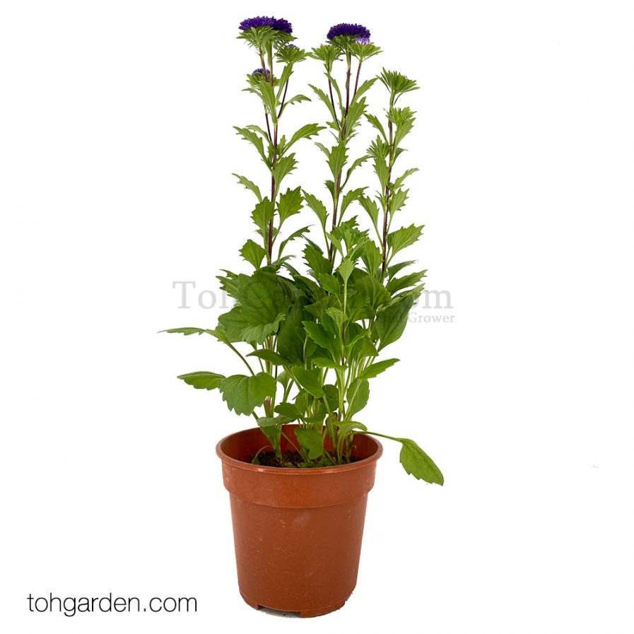 Purple Aster