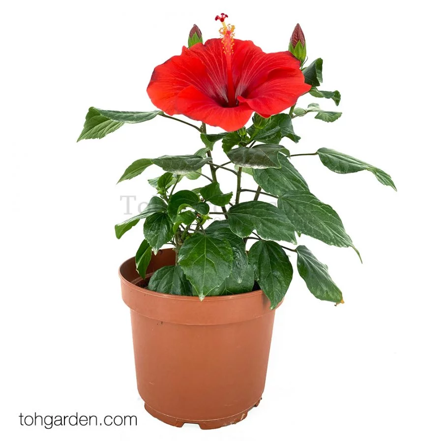 Red Hibiscus
