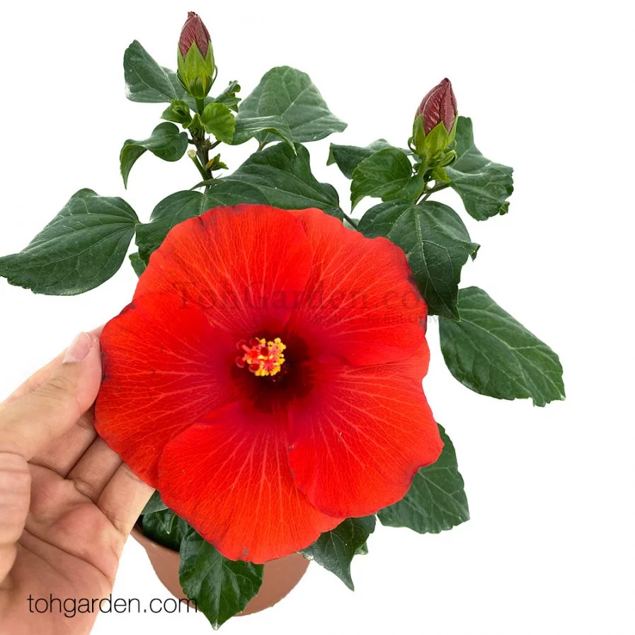 Red Hibiscus