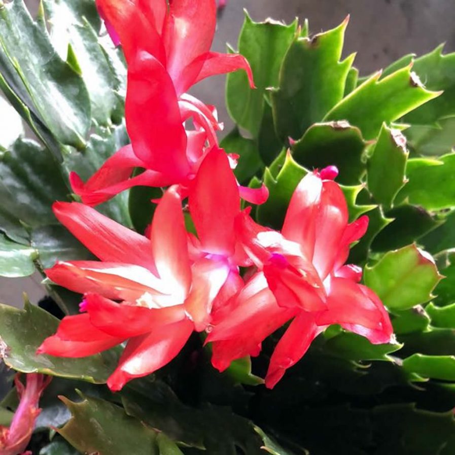 Schlumbergera truncata