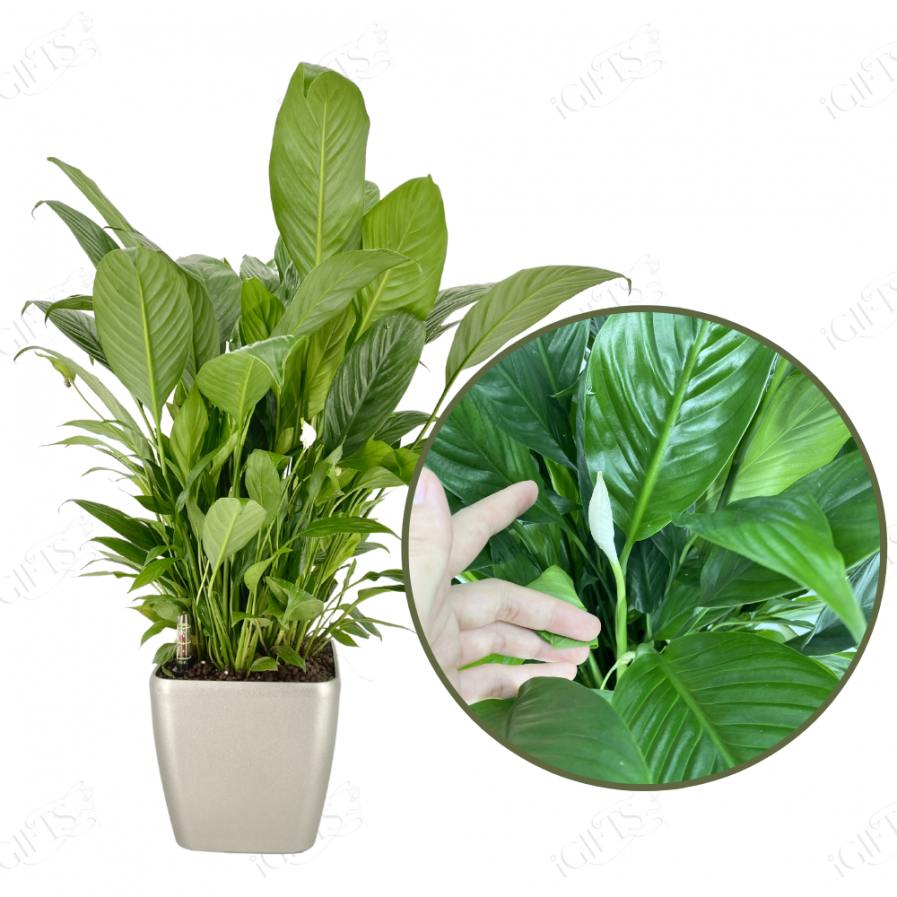 Spathiphyllum (Peace Lily) With Self-Watering Pot
