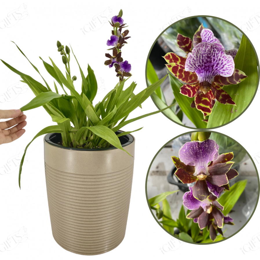 Zygopetalum hybrids With Self-Watering Pot