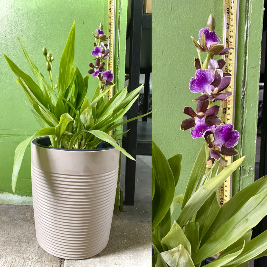 Zygopetalum hybrids With Self-Watering Pot.