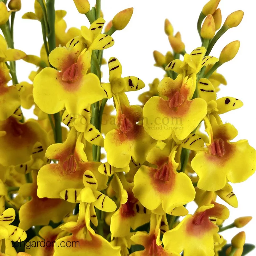 Artificial Oncidium Yellow