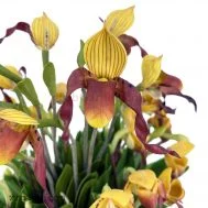 Artificial Paphiopedilum