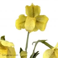 Artificiual Paphiopedilum