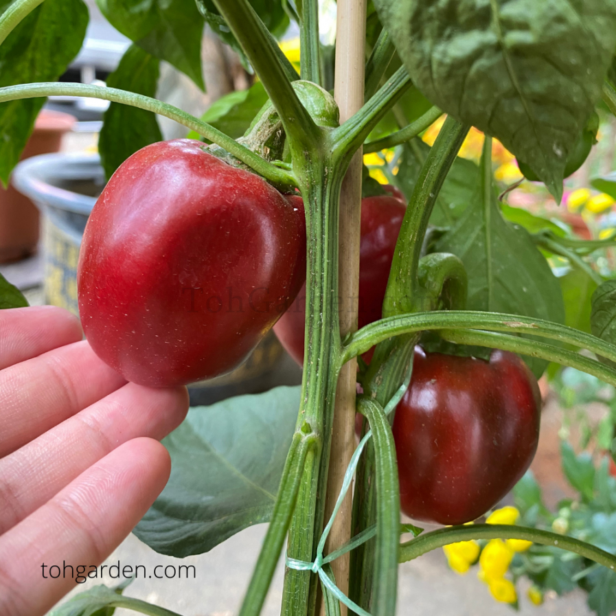 Capsicum