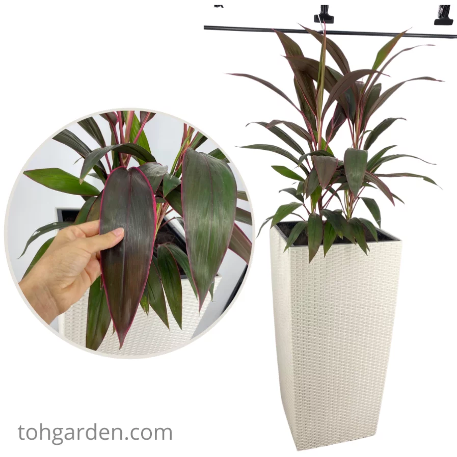 Cordyline Firebrand in Self Watering Pot
