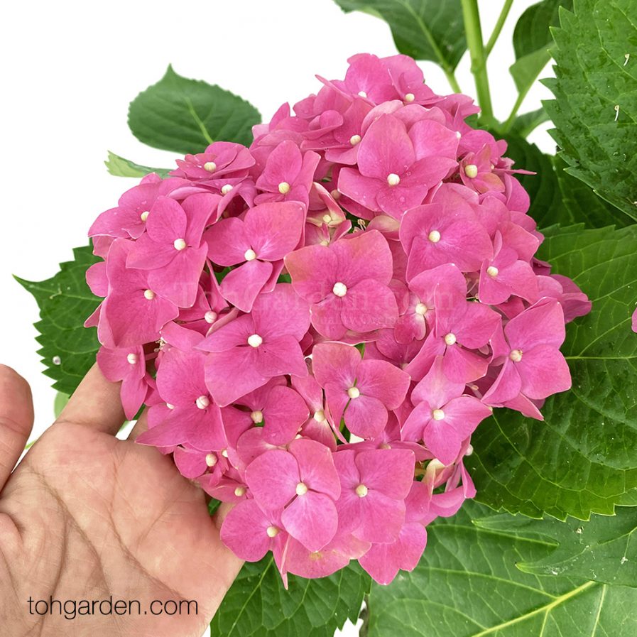 Hydrangea Pink