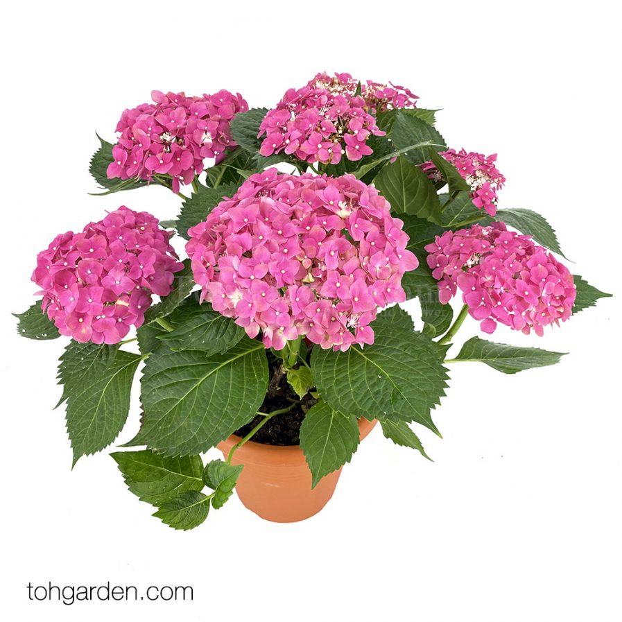 Hydrangea Pink