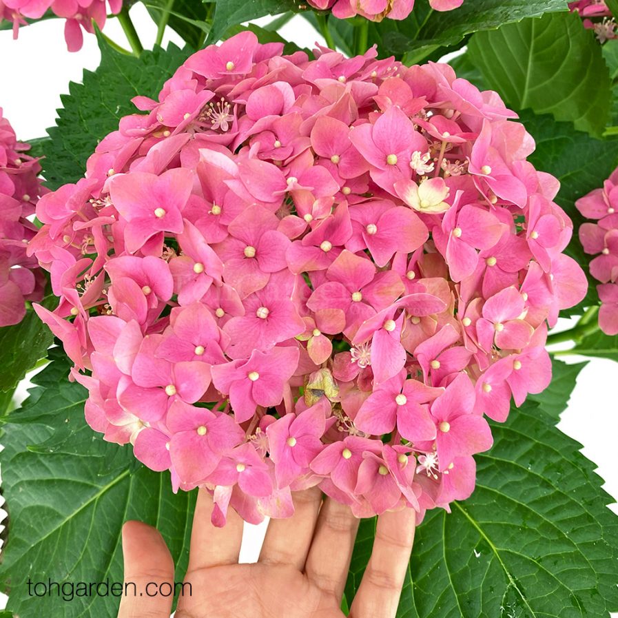 Hydrangea Pink