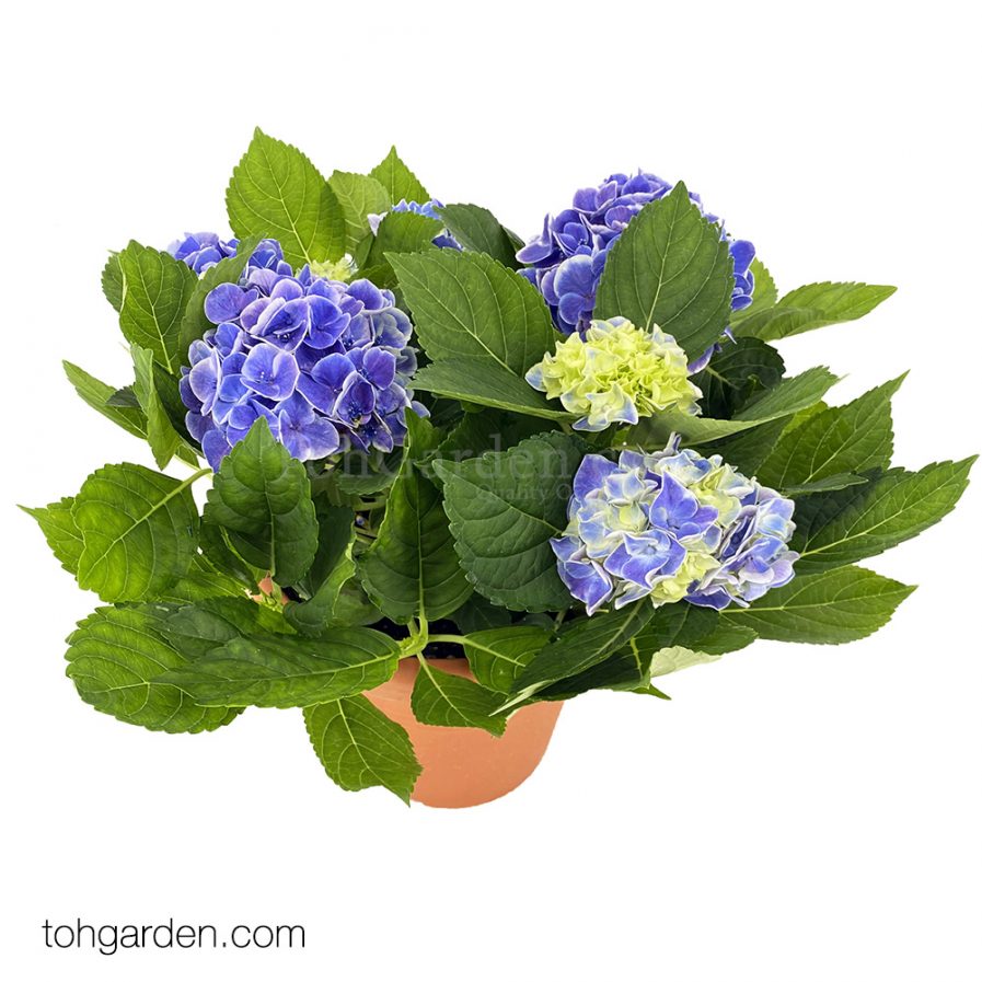 Hydrangea Purple