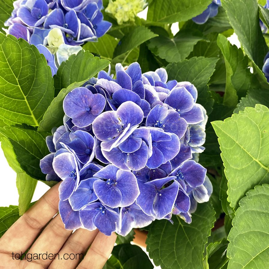 Hydrangea Purple