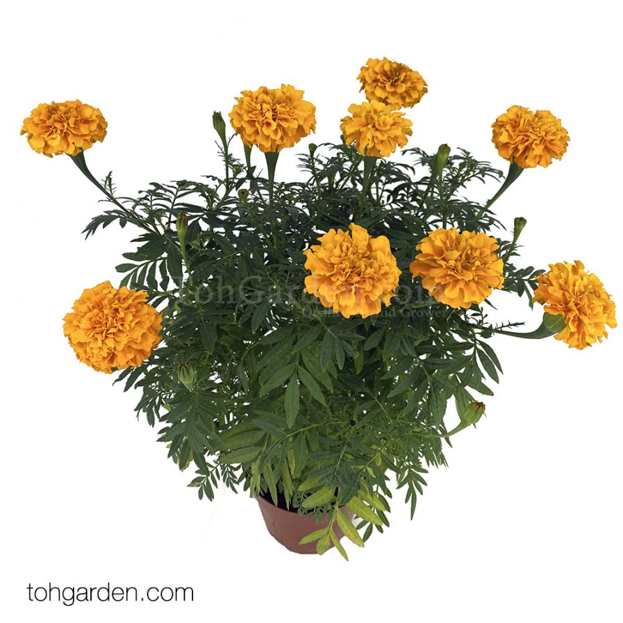 Marigold_Orange