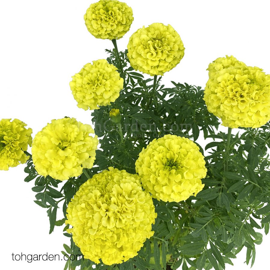 Marigold_Yellow