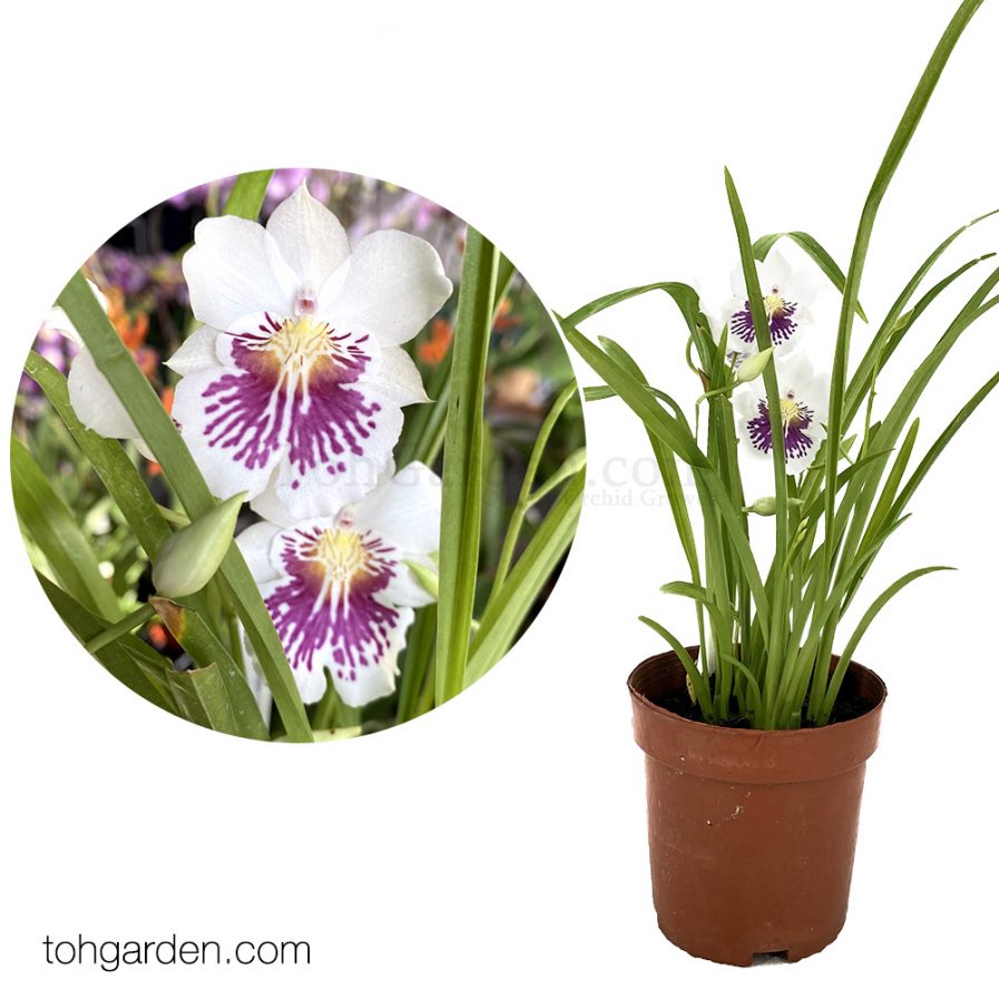 Miltoniopsis