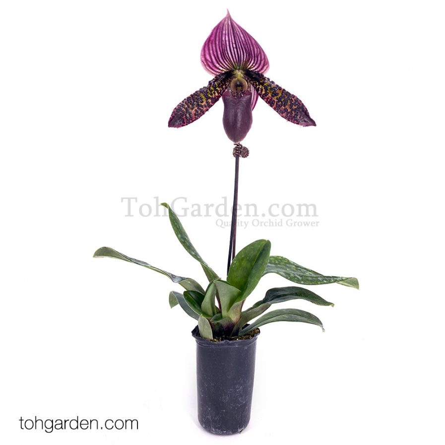 Paphiopedilum hybrid