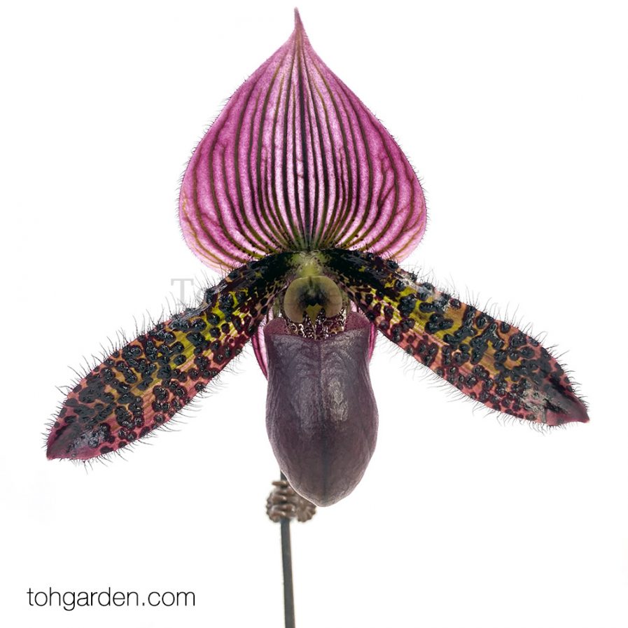 Paphiopedilum hybrid