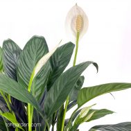 Peace Lily in Marble Pot