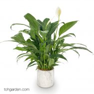 Peace Lily in Marble Pot