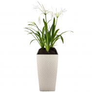 Spider Lily in Self Watering Pot