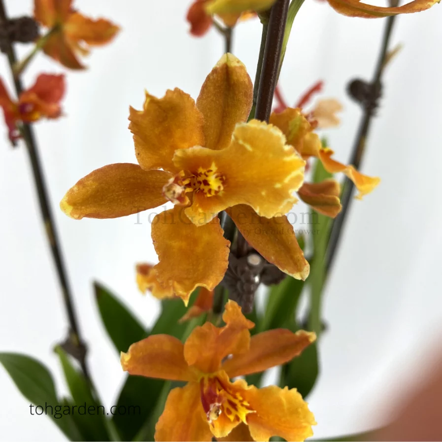 Wilsonara
